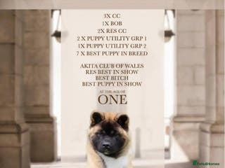 Akita dogs Long coat akita puppy from UK Champ parents - Advert 11