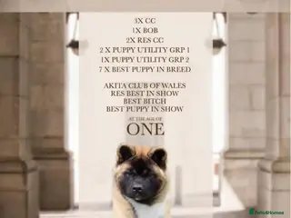 Akita dogs Long coat akita puppy from UK Champ parents - Advert 6