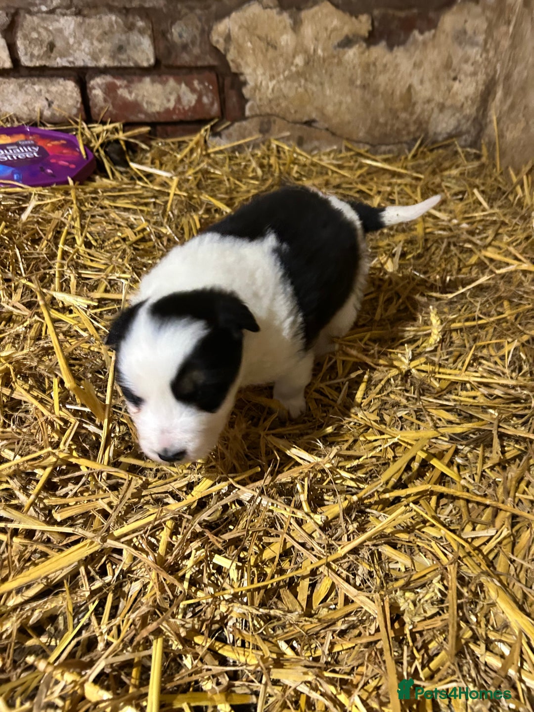 Border Collie dogs for sale: Border collie puppies  - Advert 2