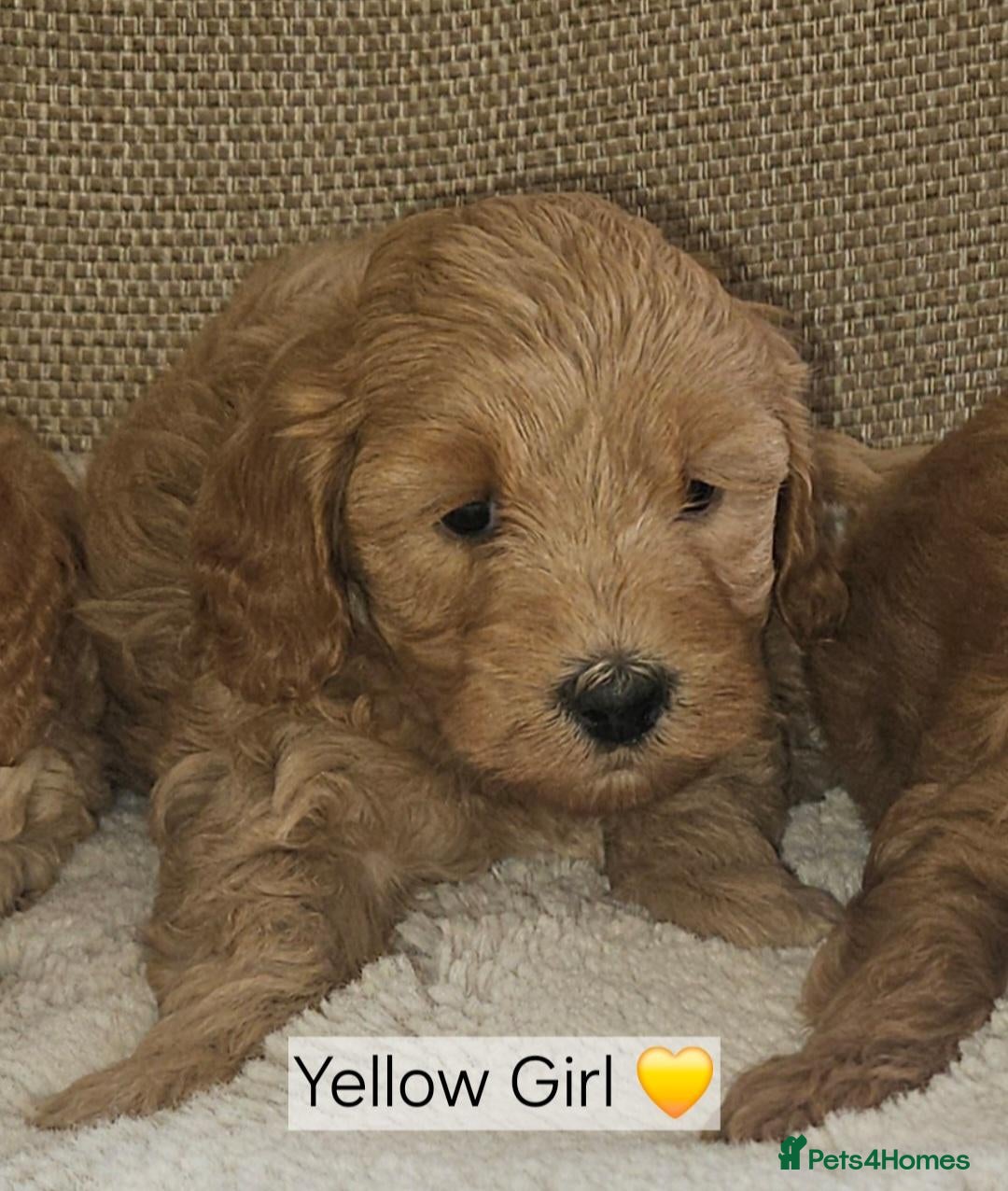 Cockapoo dogs Ready licensed breeder, red f1b cockapoo litter - Advert 2