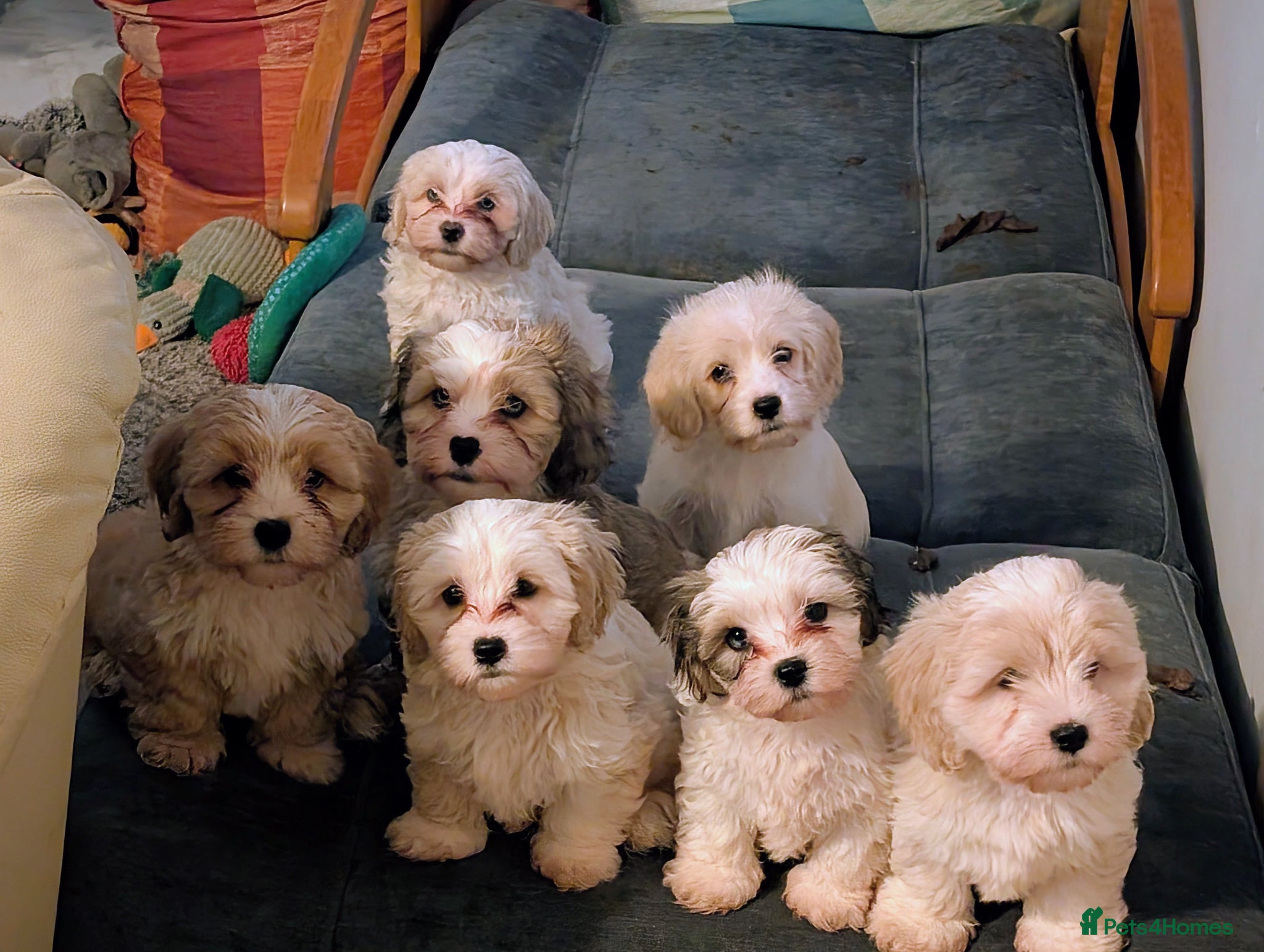 Mixed Breed dogs Adorable little bundles of joy!!  - Advert 1