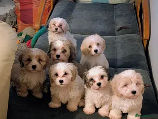 Mixed Breed dogs Adorable little bundles of joy!! - Advert 1