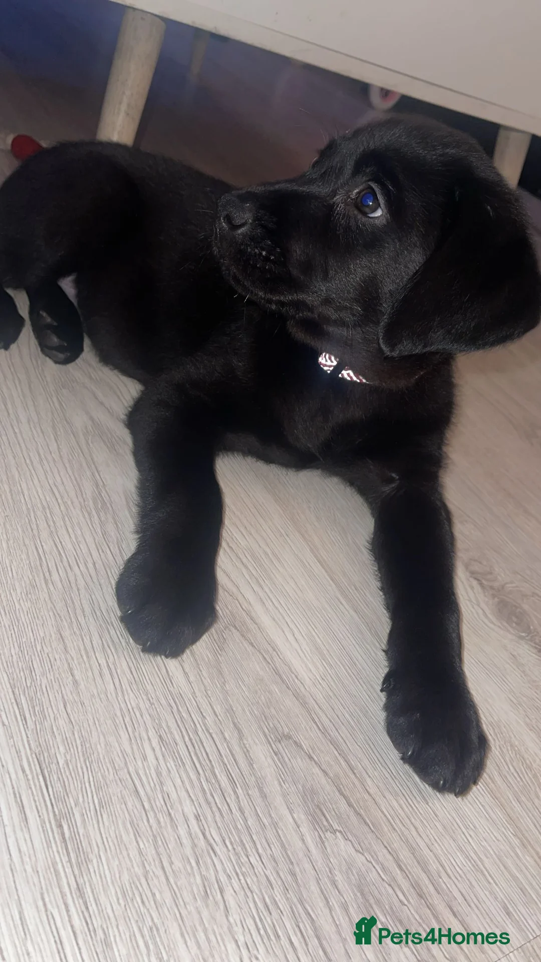 Labrador Retriever dogs for sale: Labrador retriever boy puppy  - Advert 1