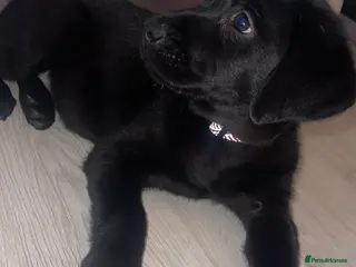 Labrador Retriever dogs Labrador retriever boy puppy - Advert 1