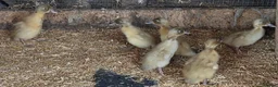 Ducks poultry for sale: Pure breed SILVER RUNNER Ducklings - Advert 3