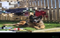 German Shepherd dogs for sale: German Shepherd - Image 2