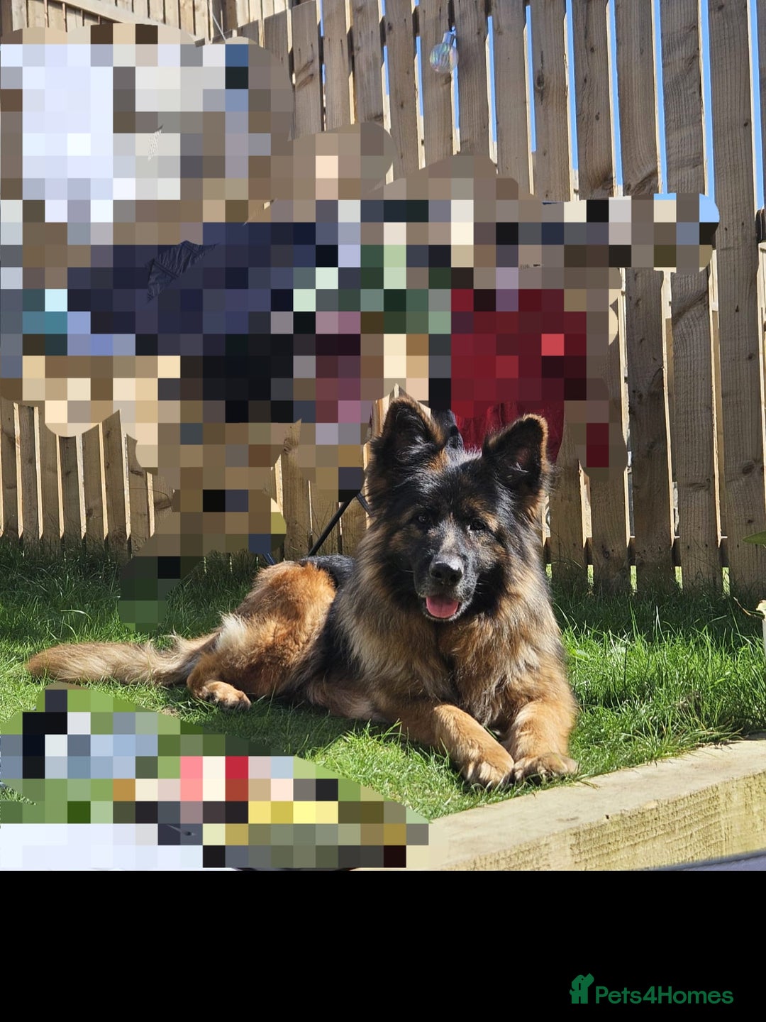 German Shepherd dogs for sale: German Shepherd - Image 2
