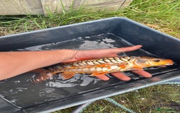 Koi Carp fish for sale: Koi/Carp/Goldfish available  - Image 4