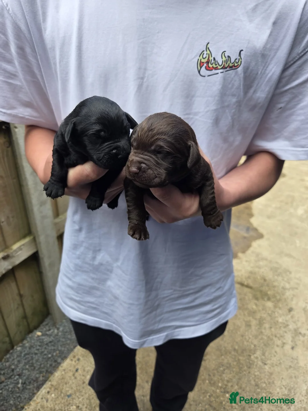 Labradoodle dogs for sale: Labradoodle Puppies  - Advert 3