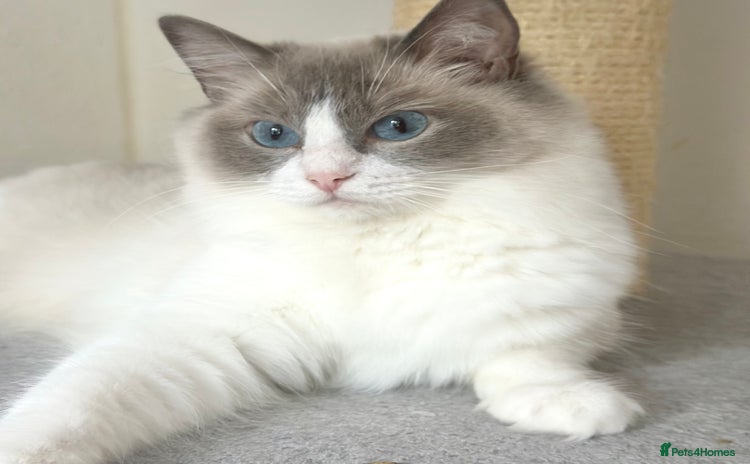 Ragdoll cats - Advert 1