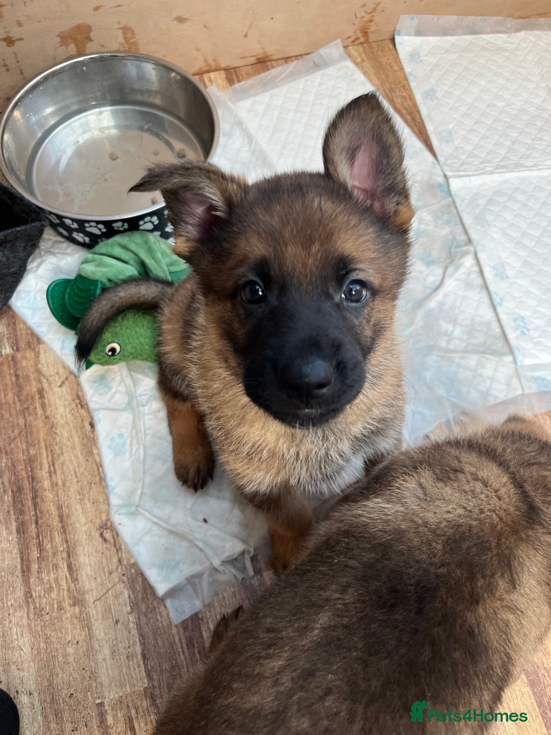German Shepherd dogs for sale: KC German Shepherd Working line puppies 🐶  - Image 22