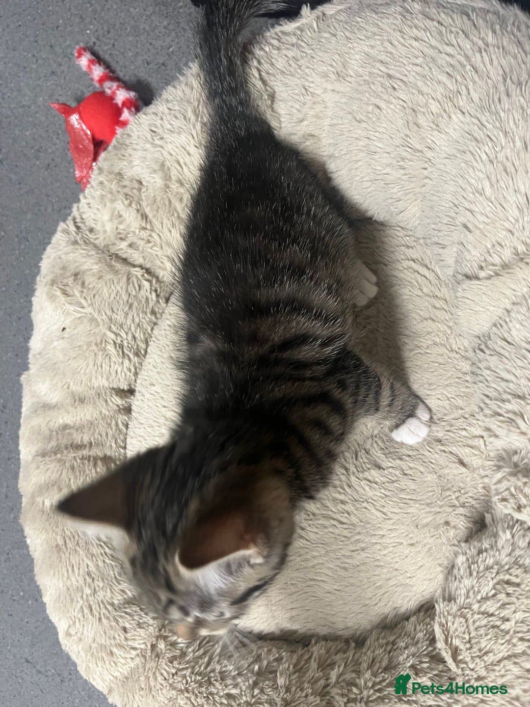 Mixed Breed cats for sale: 🐾 Beautiful 6week old mix tabby Kittens - Advert 19