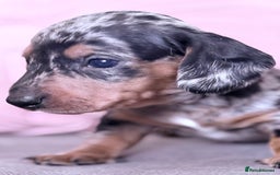 Miniature Dachshund dogs for sale: Beautiful unique babies  - Image 1