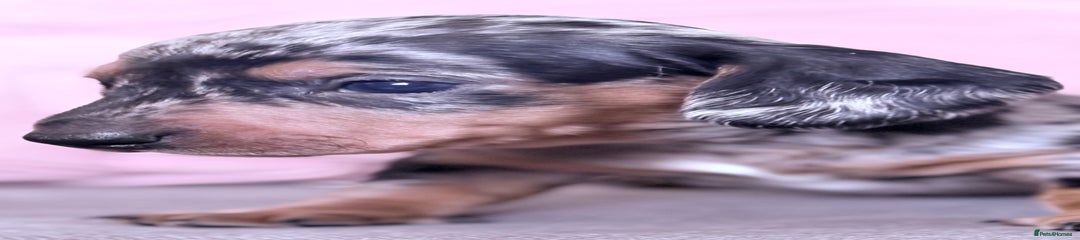 Art attack silver dapple boy 