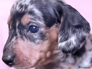 Miniature Dachshund dogs - Advert 3