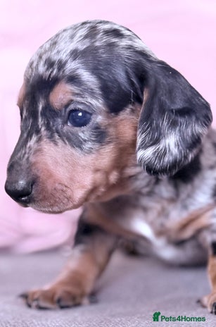 Miniature Dachshund dogs - Advert 3