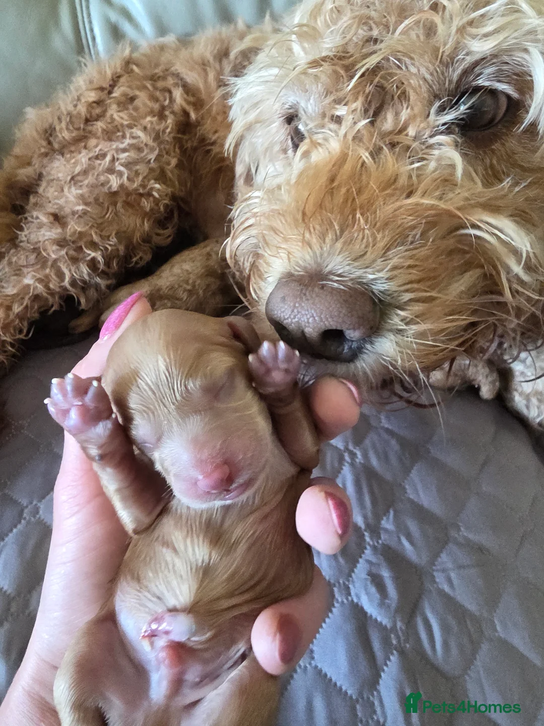 Cockapoo dogs for sale: Hawarden puppies 🐶  in Deeside - Advert 2