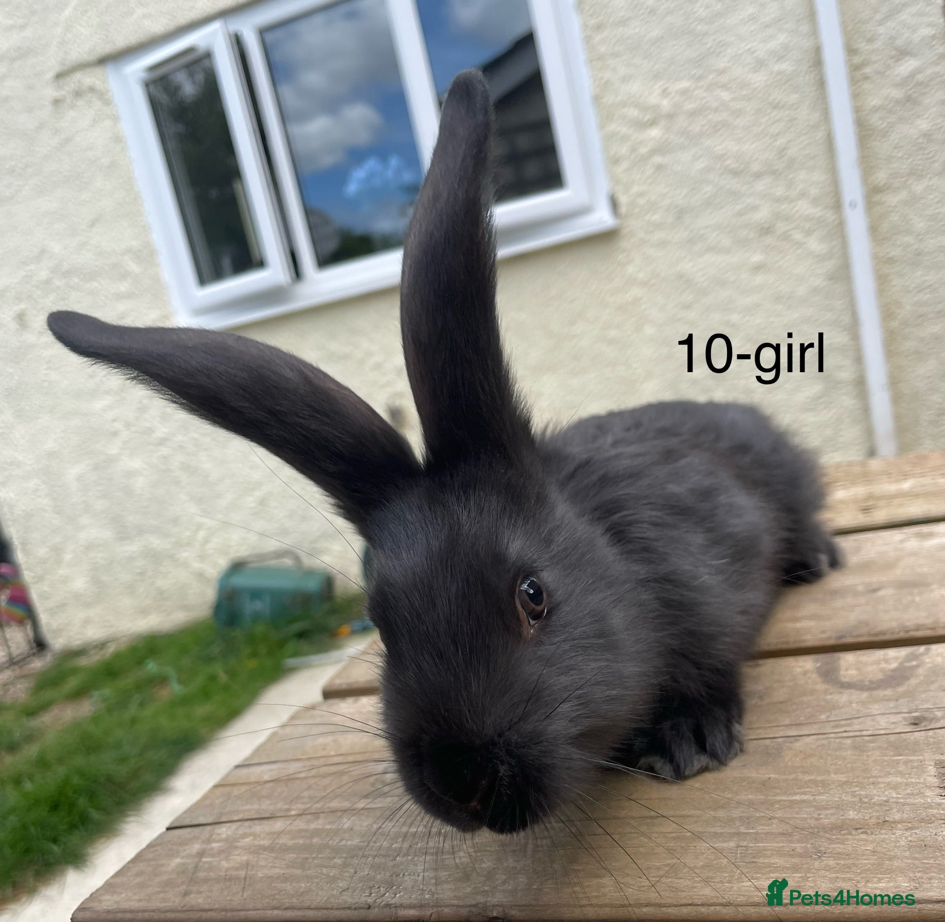 Continental Giant rabbits 💖 7 week old continental giants💖 - Advert 7