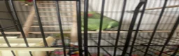 Ringnecks birds for sale: Green Indian ringneck in Bradford - Advert 4