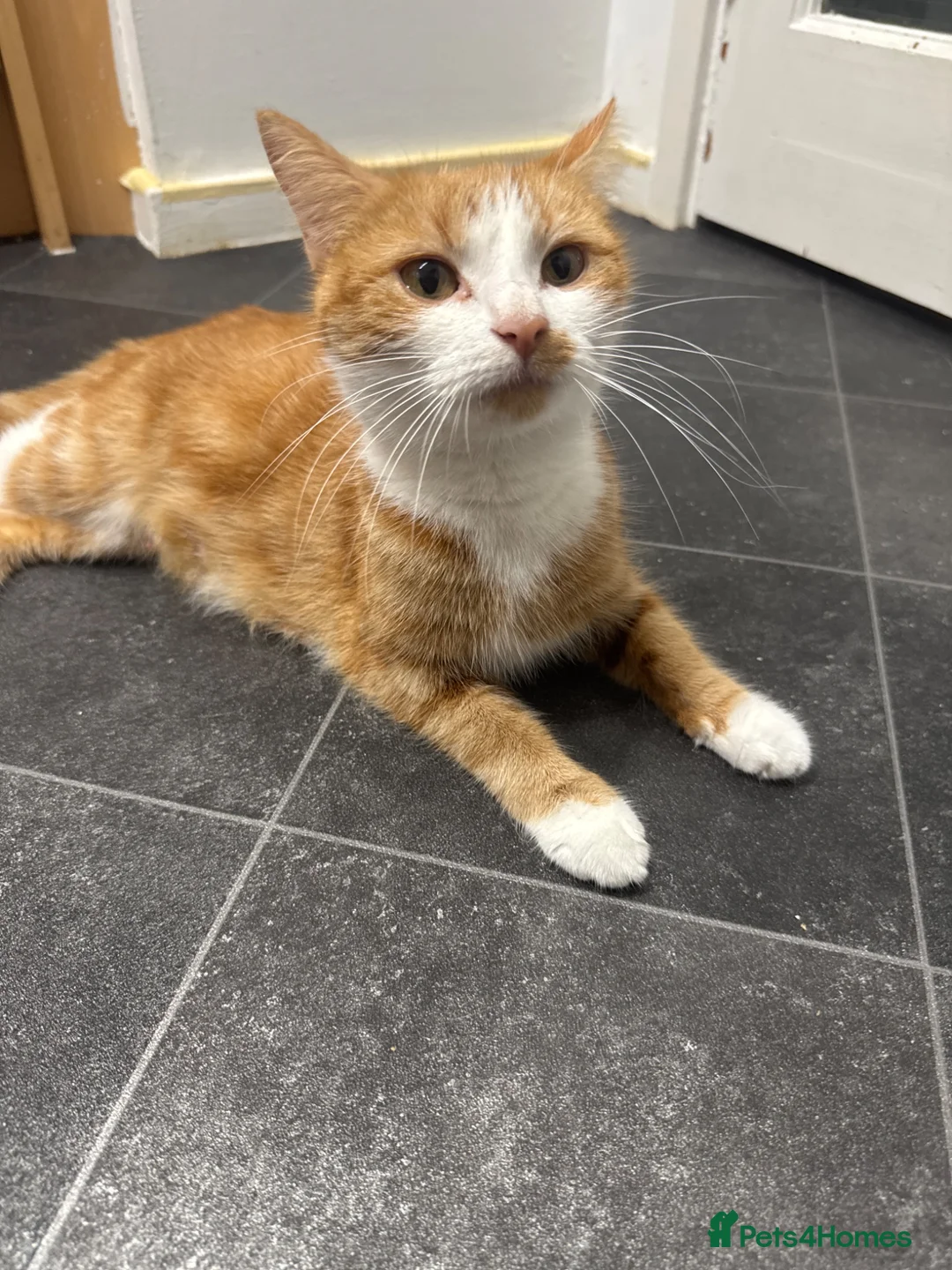 Mixed Breed cats for sale: Kittens looking for their forever homes in Dunfermline - Advert 5