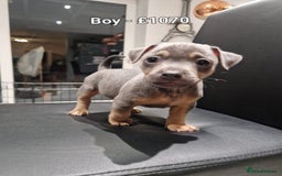 Jack Russell dogs for sale: Pure Jack russell puppies. Ultra-Rare colored.  - Advert 14