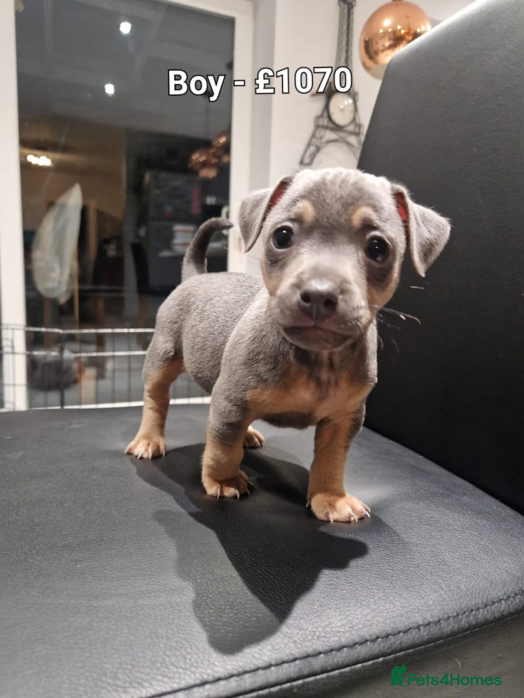 Jack Russell dogs for sale: Pure Jack russell puppies. Ultra-Rare colored.  - Advert 14