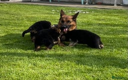 German Shepherd dogs for sale: German Shepherd Dog. - Image 7