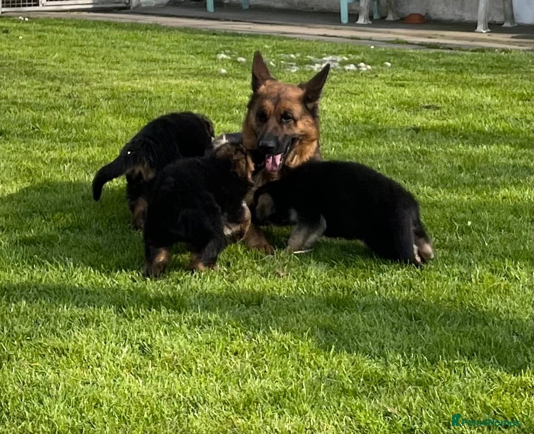 German Shepherd dogs for sale: German Shepherd Dog. - Image 7