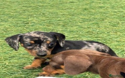 Dachshund dogs for sale: Dachshund Puppies  - Image 2