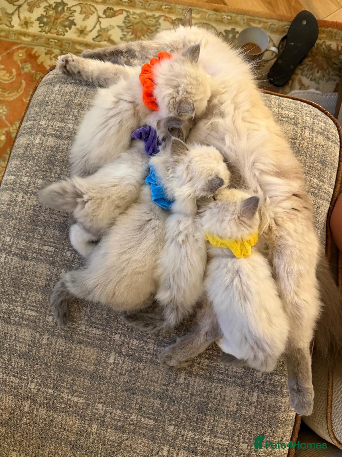 Ragdoll cats Beautiful Ragdoll💙3 Blue Bi-Colour & 2 Blue Point - Advert 2