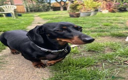 Miniature Dachshund dogs for adoption: Remi. Hingham Norfolk  - Image 7
