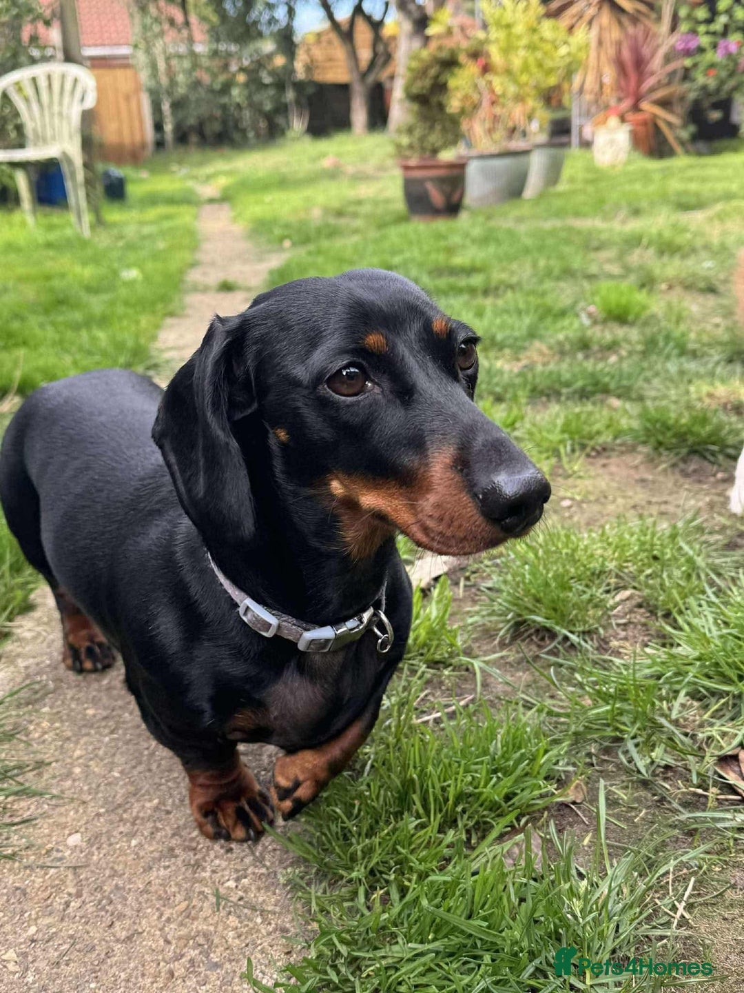 Miniature Dachshund dogs for adoption: Remi. Hingham Norfolk  - Image 7