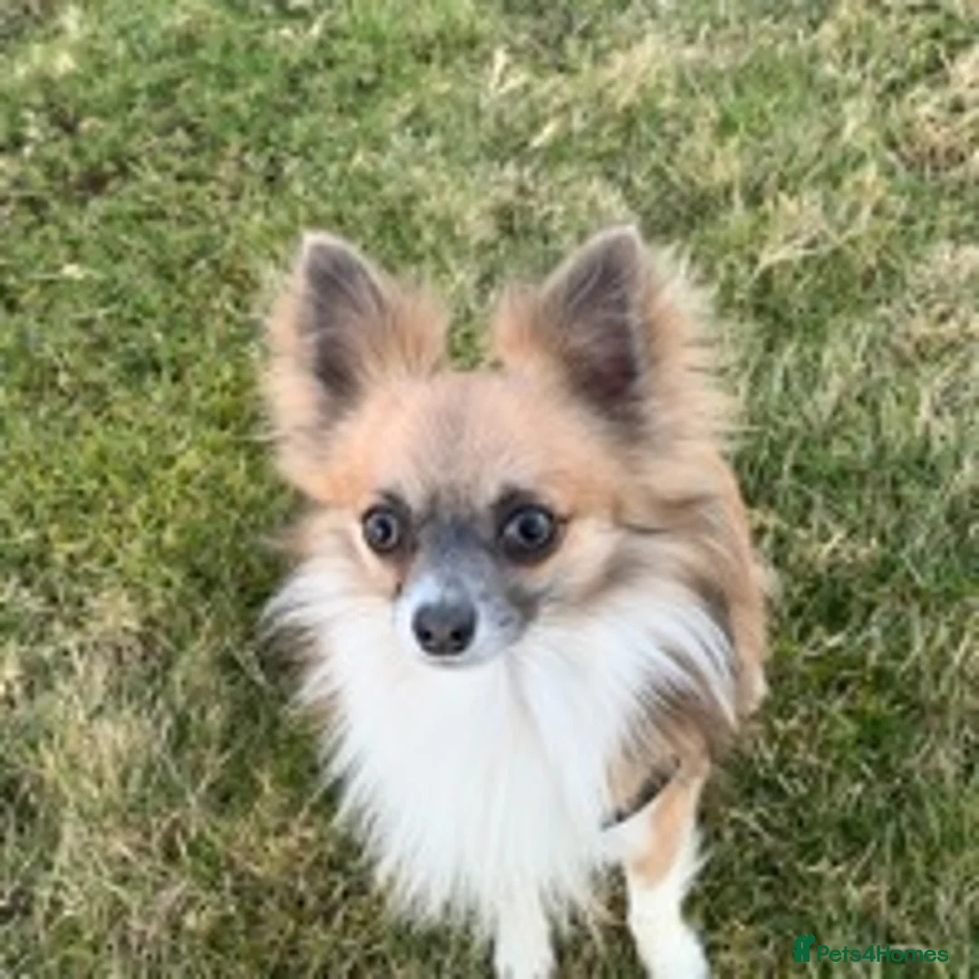 Chihuahua dogs for stud: Proven Chihuahua stud in Newport - Advert 3