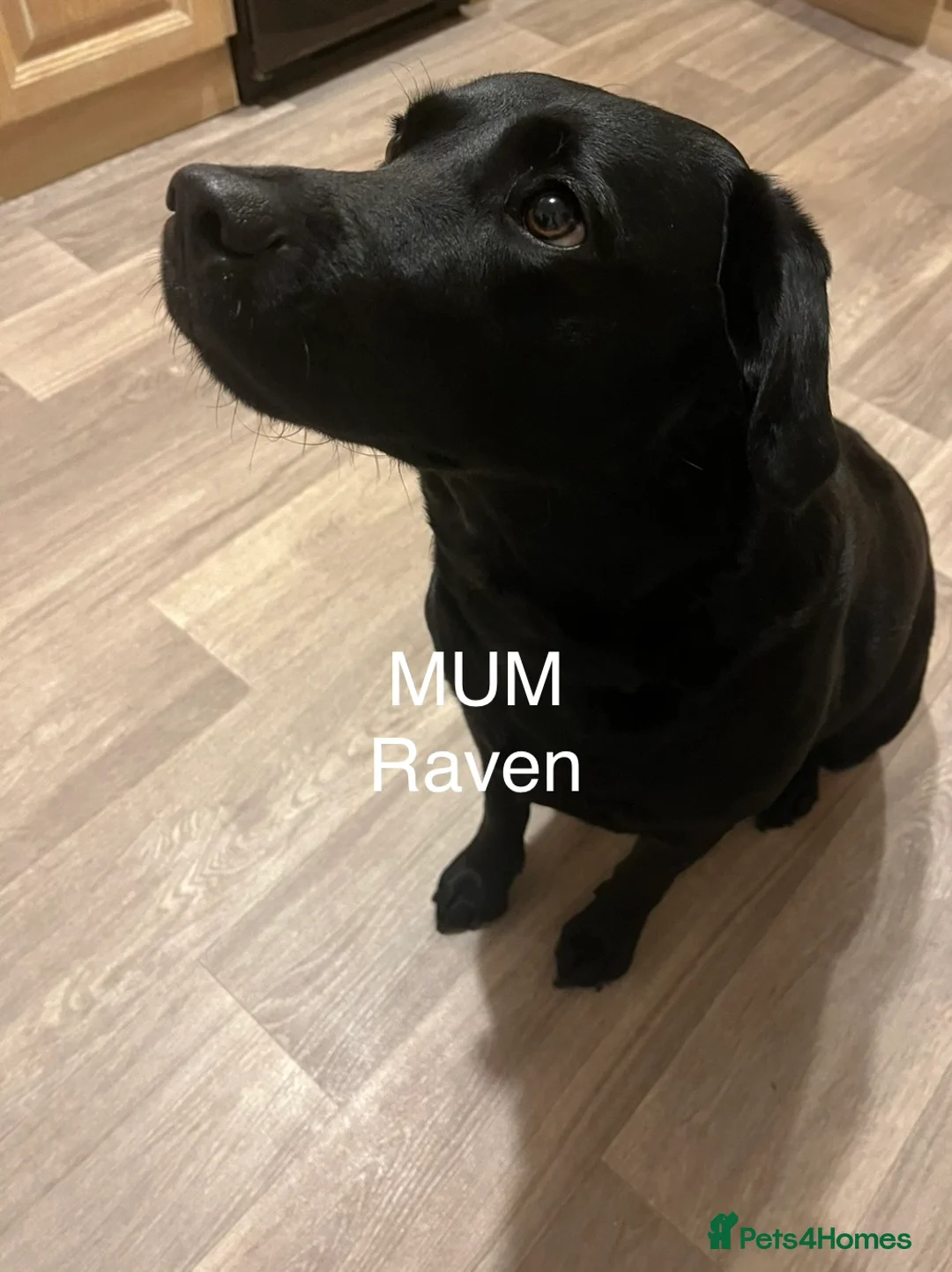 Labrador Retriever dogs for sale: WAIT LIST for hopeful KC reg litter  - Advert 4