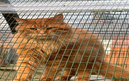 Maine Coon cats for sale: TICA Splendid Maine Coon  - Image 14