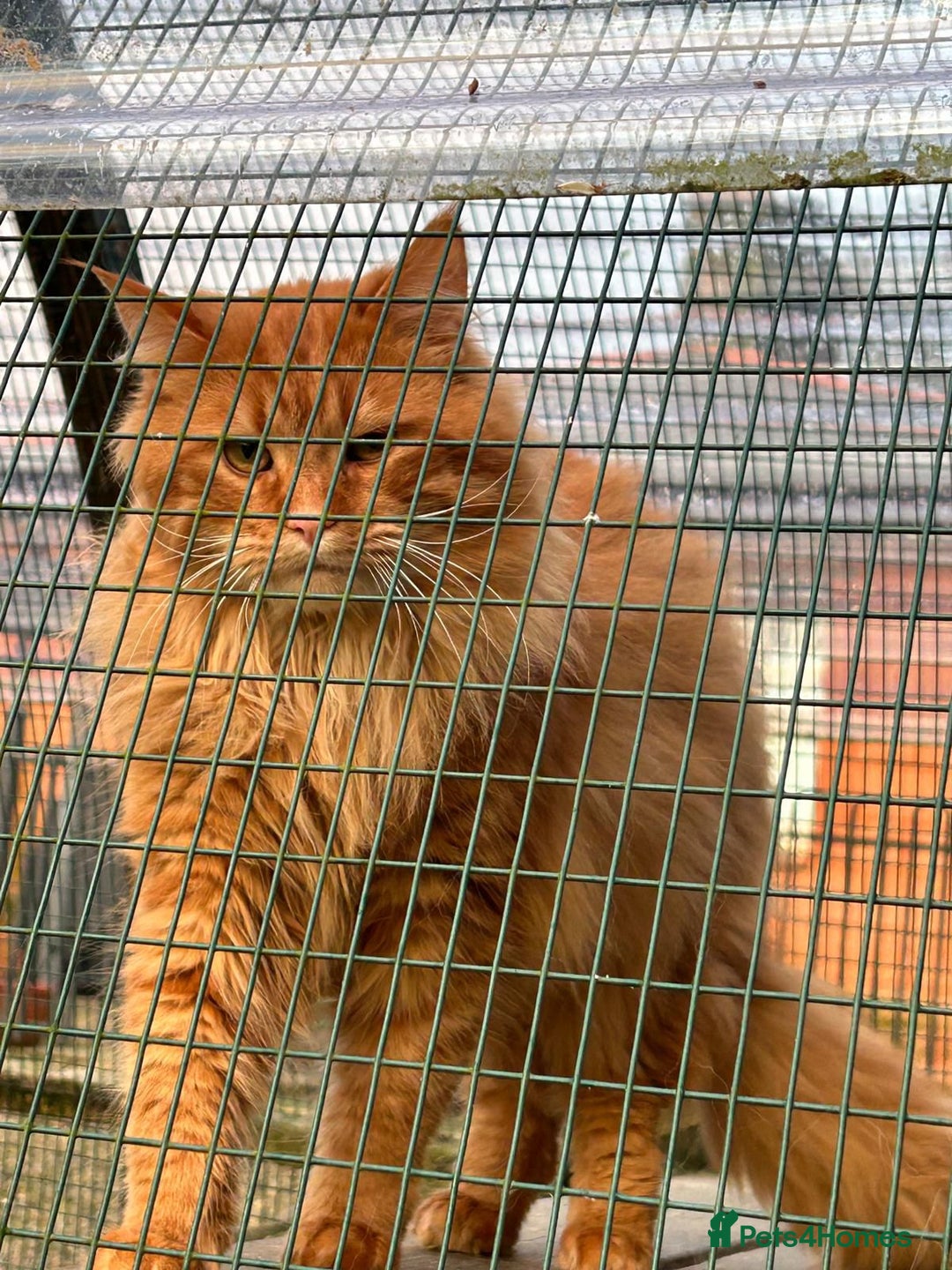 Maine Coon cats for sale: TICA Splendid Maine Coon  - Image 14