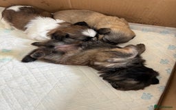 Shih Tzu dogs for sale: 4 shih tzu puppies for sale  - Image 14