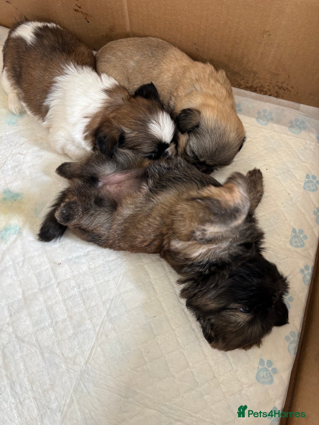 Shih Tzu dogs for sale: 4 shih tzu puppies for sale  - Image 14