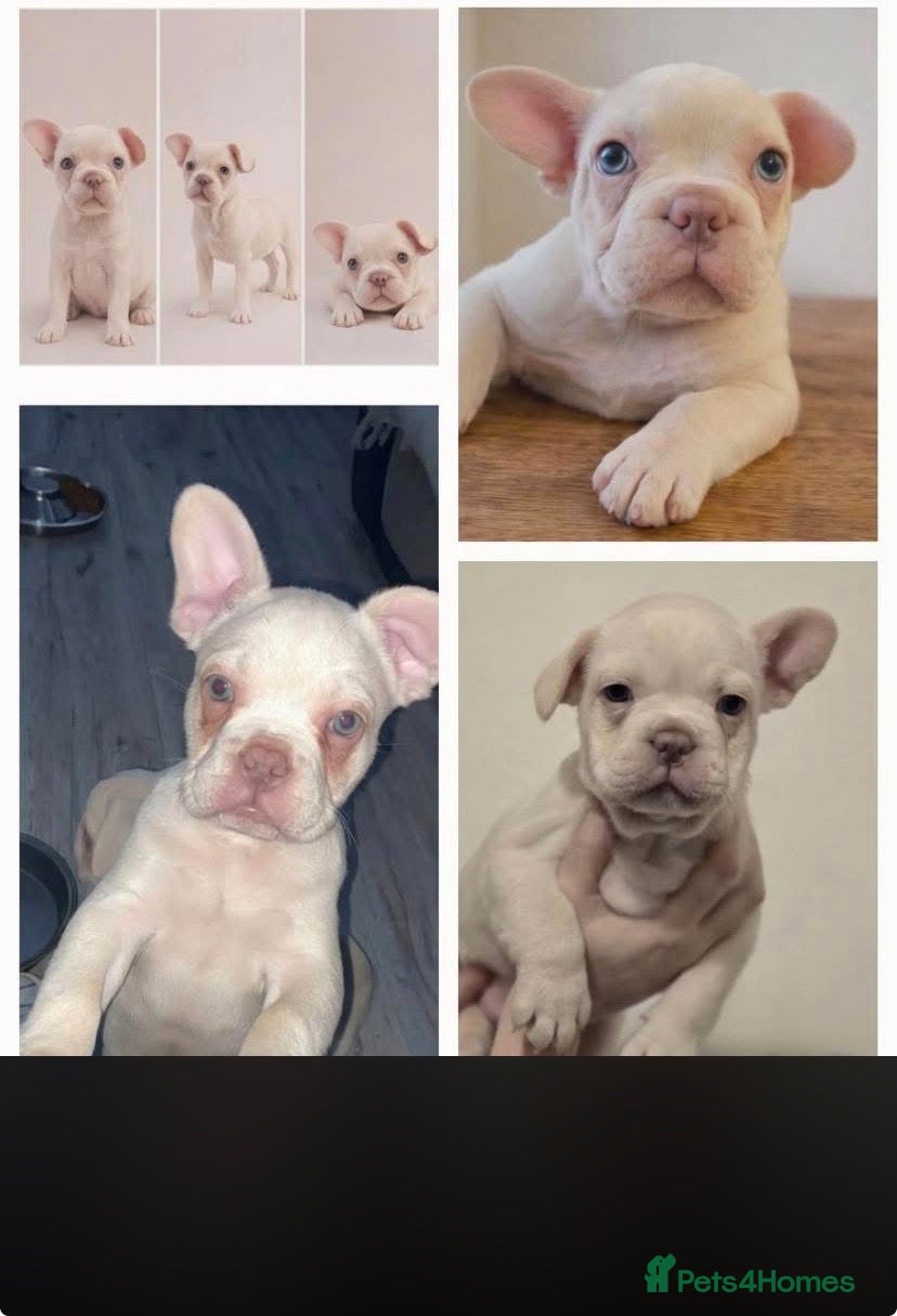 French Bulldog dogs 11- week old - Last pup left 🐾 ❤️  - Advert 3