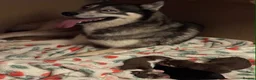Siberian Husky dogs for sale: Stunning siberian husky puppies  in Dunstable - Advert 3