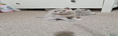 British Shorthair 6