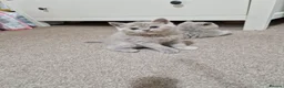 British Shorthair cats for sale: Beautiful British Shorthair Kittens 😻 - Advert 15