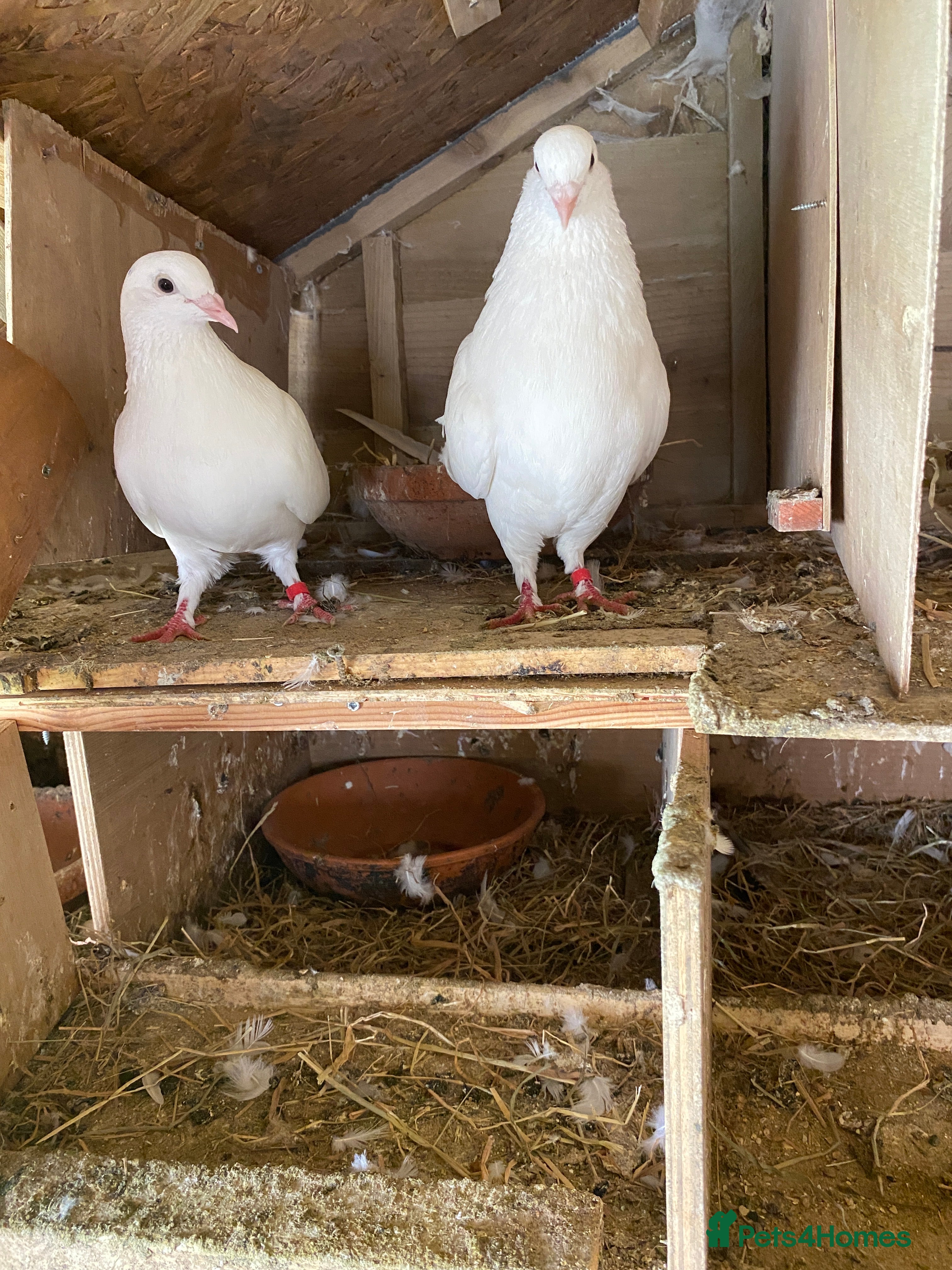 Pigeons birds White pigeons for sale - Advert 1