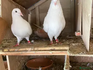 Pigeons birds White pigeons for sale - Advert 1
