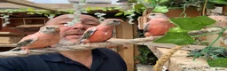 Parakeets birds for sale: Hand reared Bourkes Parakeets  - Advert 10
