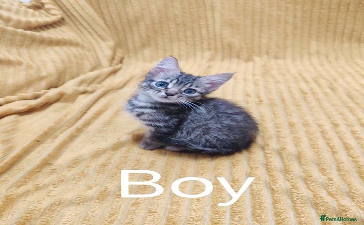 Mixed Breed cats - Advert 14