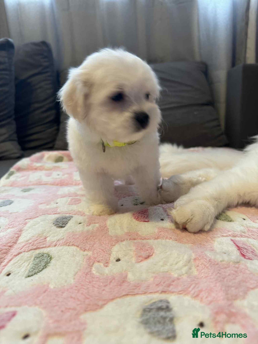 Maltese dogs for sale: Maltese puppies - Image 31