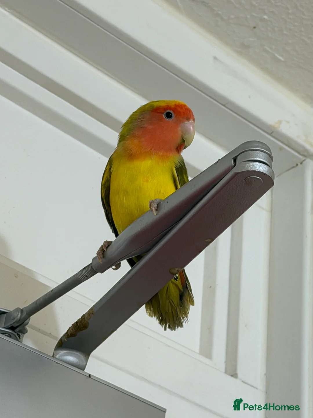 Lovebirds birds for sale: Pair of Peach-Faced Lovebirds – Mango & Pistachio - Advert 8