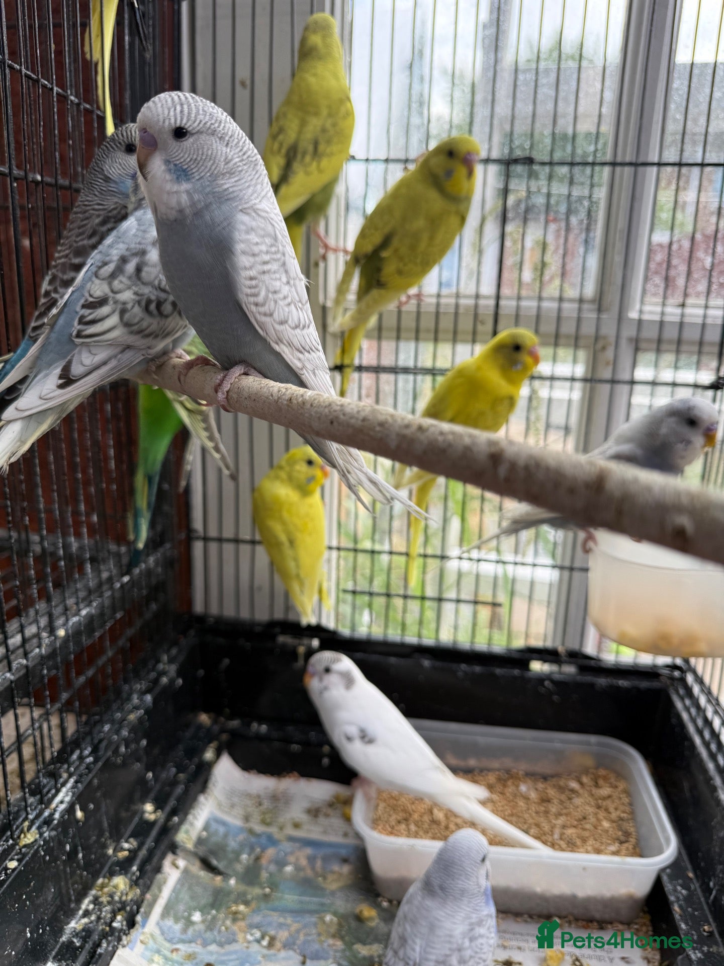 Budgerigars birds Budgies  - Advert 1