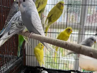 Budgerigars birds Budgies - Advert 1